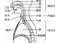 声带在哪个位置图片