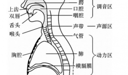 声带在哪个位置图片