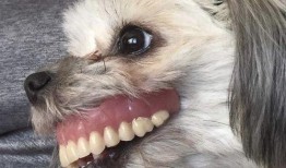 狗狗的牙齿图片