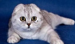 娱乐吃瓜酱折耳猫,揭秘折耳猫的神秘魅力与争议