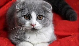 娱乐吃瓜酱折耳猫,揭秘折耳猫的神秘魅力与争议