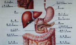 声带在哪个位置图片