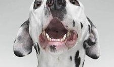 狗狗的牙齿图片