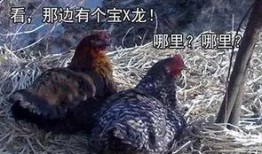 鸡年小品搞笑大全视频,欢乐无限，笑料横生