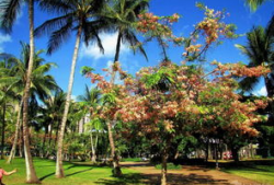 夏威夷树图片,热带天堂的绿色守护者