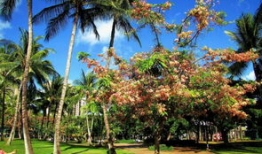 夏威夷树图片,热带天堂的绿色守护者