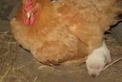 鸡年小品搞笑大全视频,欢乐无限，笑料横生