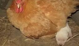 鸡年小品搞笑大全视频,欢乐无限，笑料横生