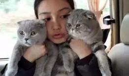 娱乐吃瓜酱折耳猫,揭秘折耳猫的神秘魅力与争议