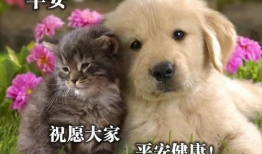 娱乐吃瓜君猫猫狗狗,猫猫狗狗的趣味生活大揭秘