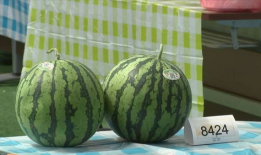 吃瓜专家,吃瓜专家带你领略明星幕后故事