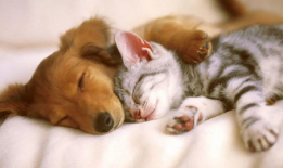 娱乐吃瓜君猫猫狗狗,猫猫狗狗的趣味生活大揭秘