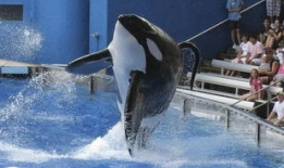 海洋成娱乐,探索蓝色梦想的海洋世界