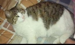 娱乐圈吃瓜猫咪是谁啊,揭秘网络红猫背后的故事