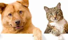 娱乐吃瓜君猫猫狗狗,猫猫狗狗的趣味生活大揭秘