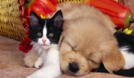 娱乐吃瓜酱狗帮猫,吃瓜酱狗帮猫的趣味故事