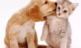 娱乐吃瓜酱狗帮猫,吃瓜酱狗帮猫的趣味故事