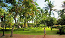 夏威夷树图片,热带天堂的绿色守护者