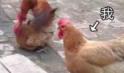 鸡年小品搞笑大全视频,欢乐无限，笑料横生