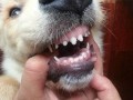 狗狗的牙齿图片
