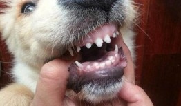 狗狗的牙齿图片