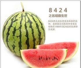 三叶草吃瓜说娱乐